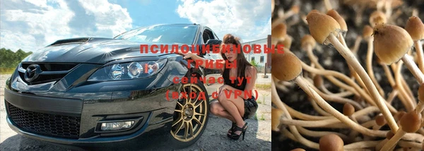 шишки Беломорск
